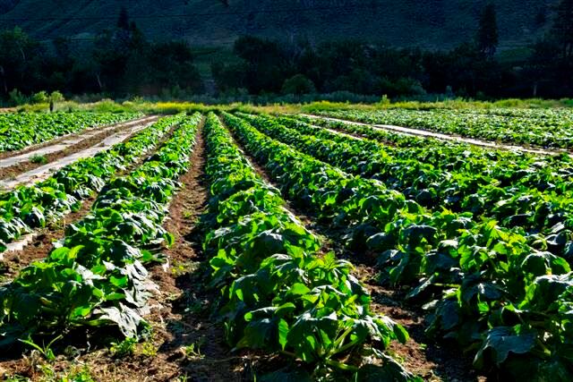 Athena Organic Farm & Eco Retreat Fields